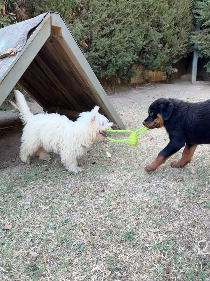 Kong con cuerda