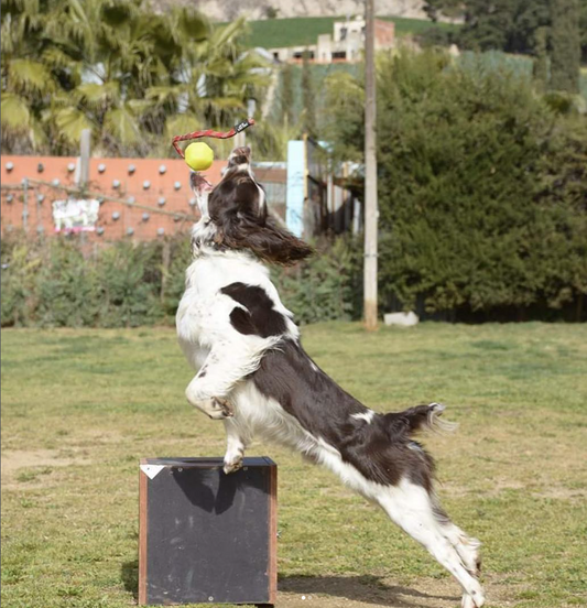 Detección de Sustancias Olorosas — INSTINT K9