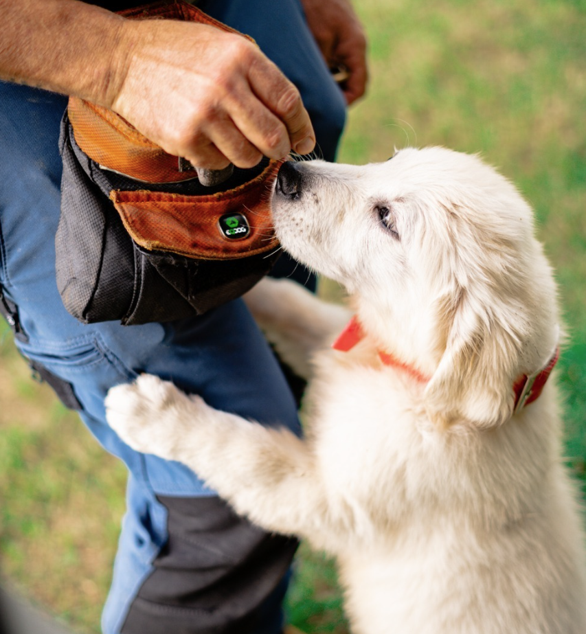Curso de Cachorros — INSTINT K9
