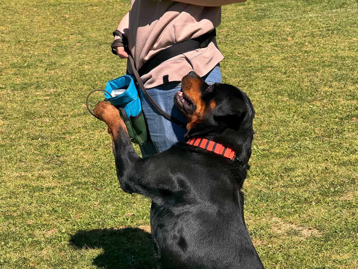 Reciclaje de Perros Adiestrados — INSTINT K9