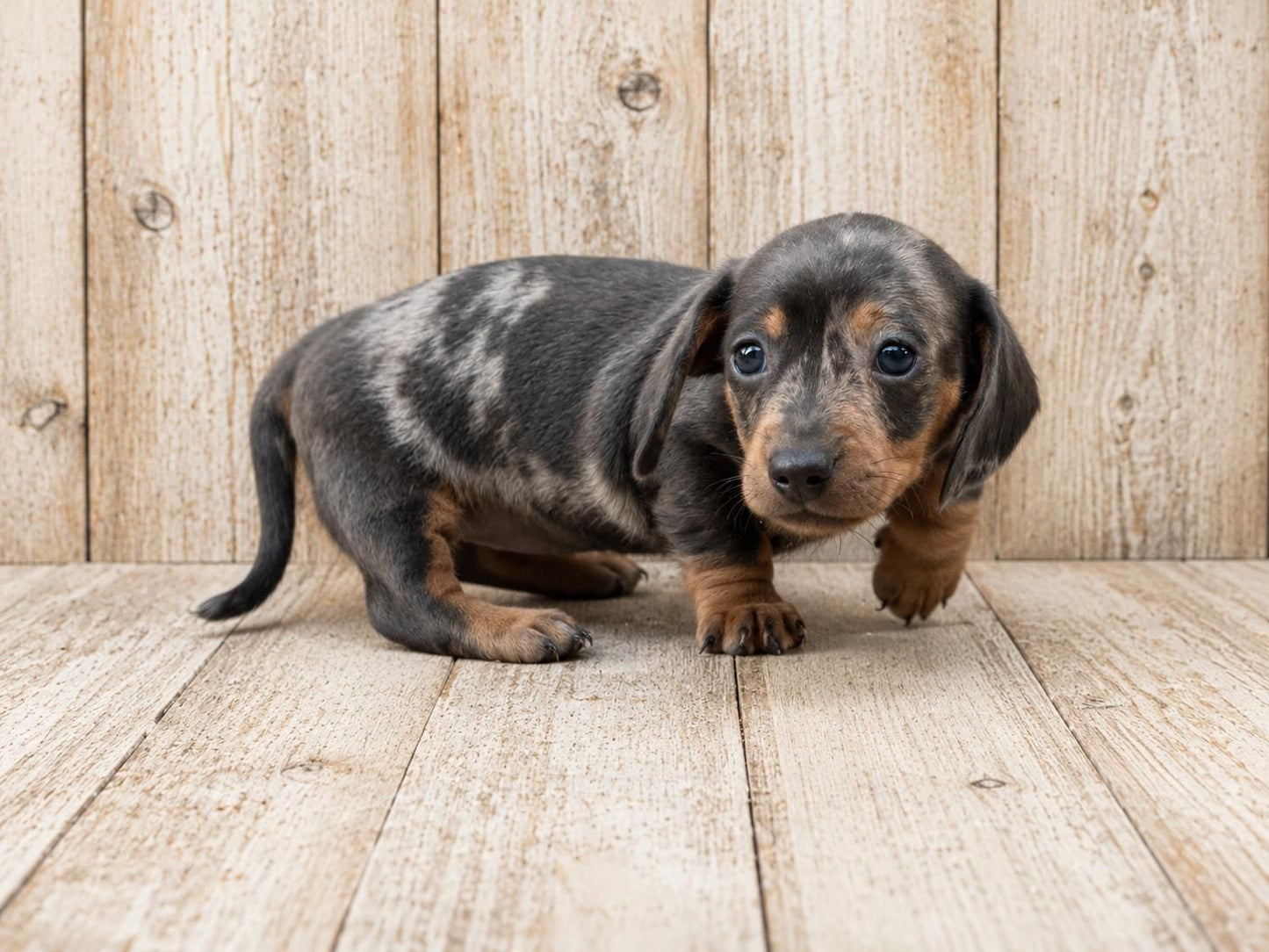 Teckel Miniatura (Dachshund Miniature) — INSTINT K9
