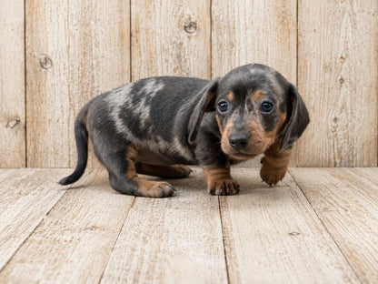 Teckel Miniatura (Dachshund Miniature) — INSTINT K9