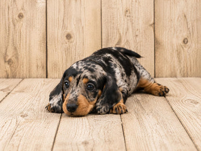 Teckel Miniatura (Dachshund Miniature) — INSTINT K9