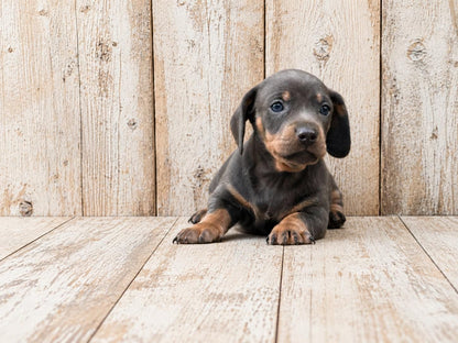 Teckel Miniatura (Dachshund Miniature) — INSTINT K9