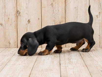Teckel Miniatura (Dachshund Miniature) — INSTINT K9