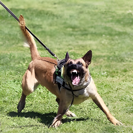 Perros de Protección — INSTINT K9