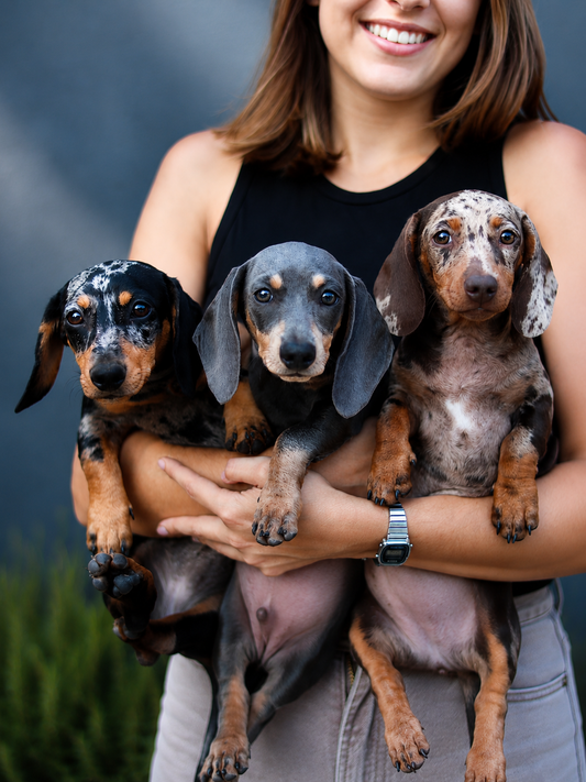 Teckel Miniatura (Dachshund Miniature) — INSTINT K9