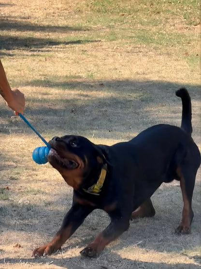 Kong con cuerda