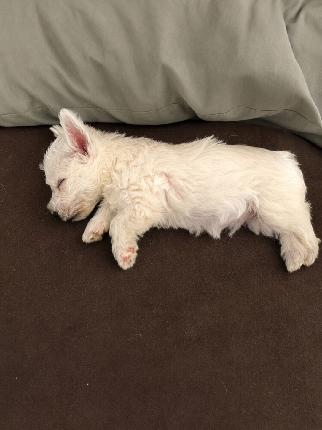 West Highland White Terrier (Westy) — INSTINT K9
