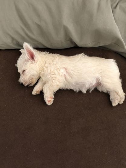 West Highland White Terrier (Westy) — INSTINT K9