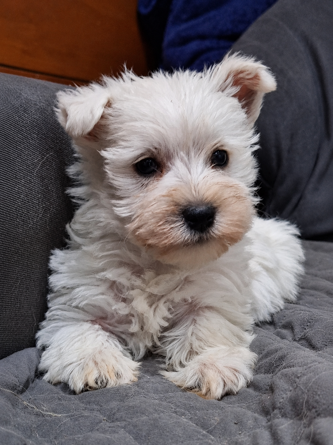 West Highland White Terrier (Westy) — INSTINT K9