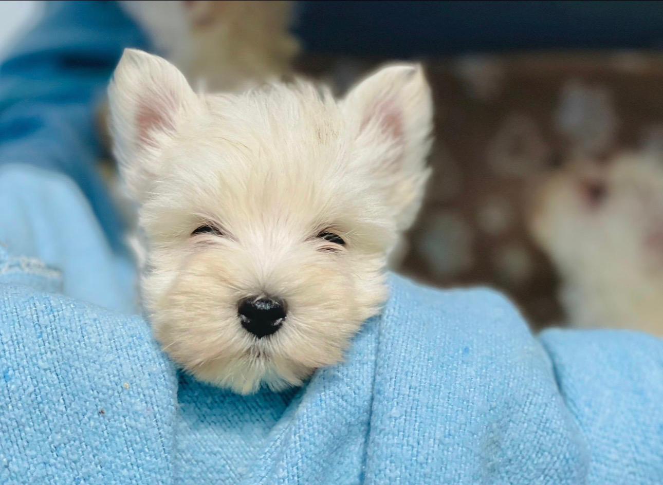West Highland White Terrier (Westy) — INSTINT K9