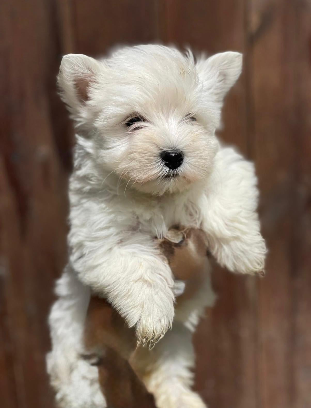 West Highland White Terrier (Westy) — INSTINT K9