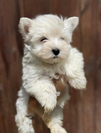 West Highland White Terrier (Westy) — INSTINT K9