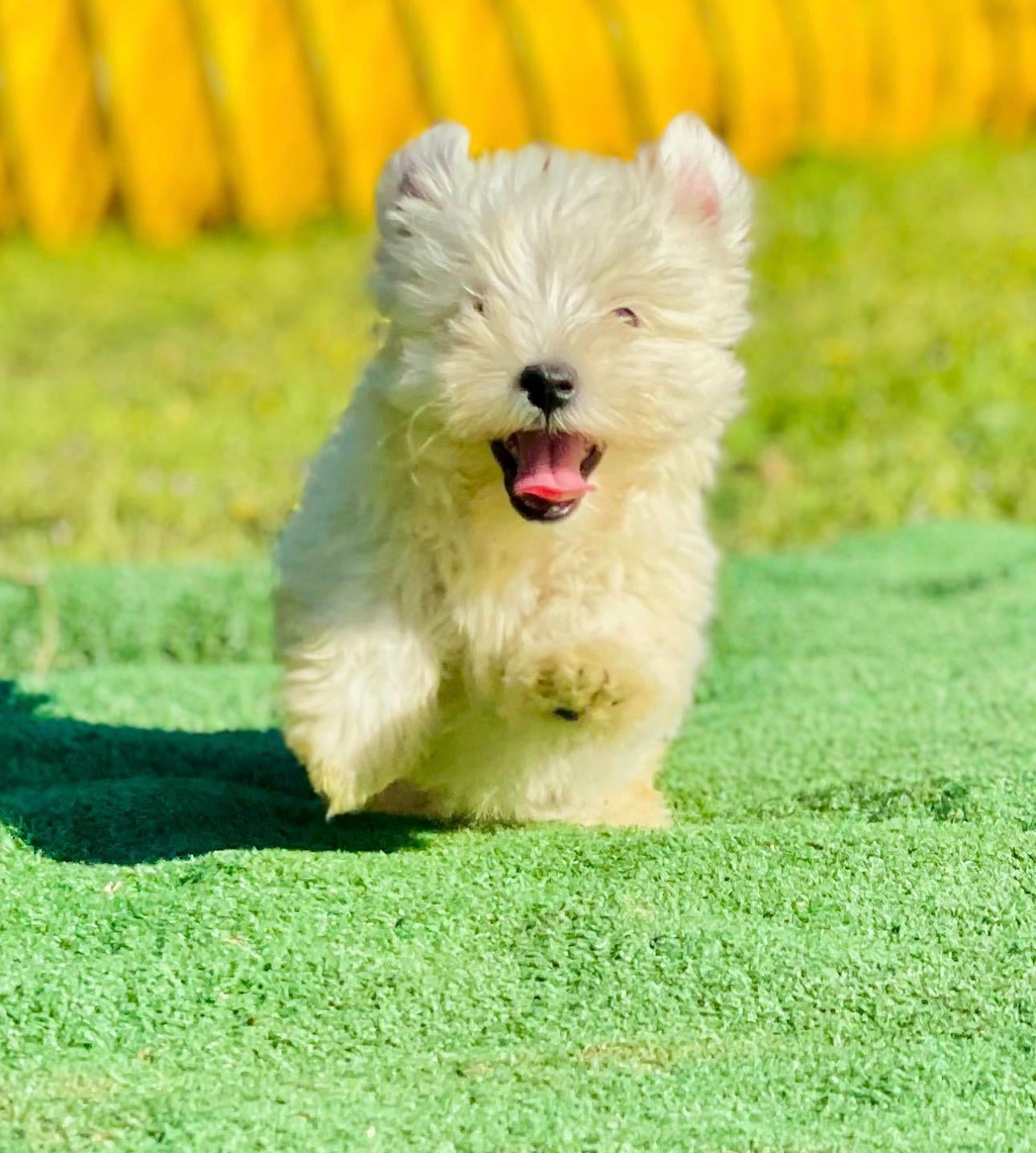 West Highland White Terrier (Westy) — INSTINT K9