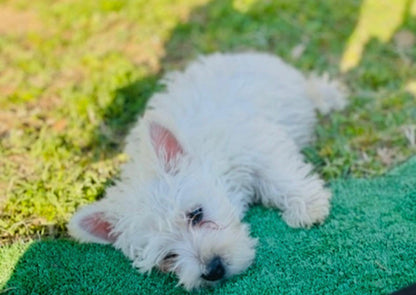 West Highland White Terrier (Westy) — INSTINT K9
